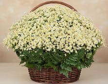 Цветочная композиция из Ромашки в корзине #REPLACE_PRED# Камышах