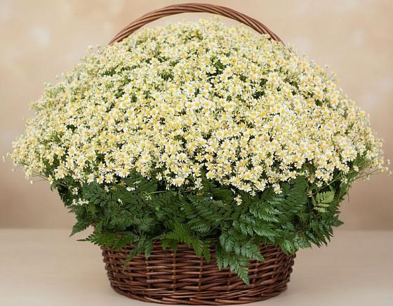 Цветочная композиция из Ромашки в корзине в Камышах