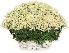 Цветочная композиция из Ромашки в корзине #REPLACE_PRED# Камышах